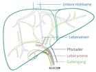 Leber mit Gefässen